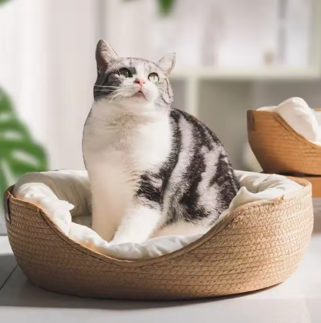 Le Chat-dôme